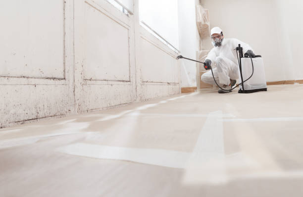 Black mold remediation team in Ada