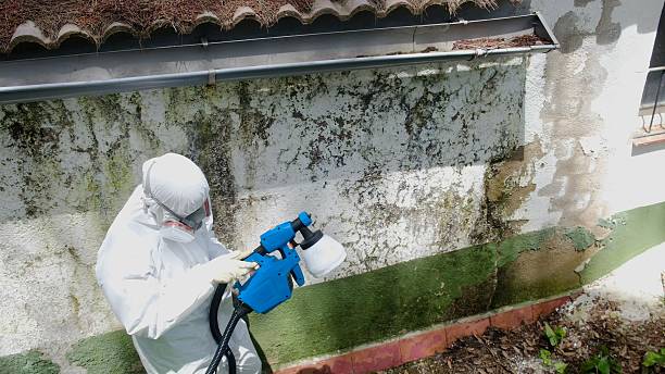 Mold Remediation service in Ada, Ada, MI